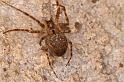 Meta_merianae_D6052_Z_87_Les Gris_Frankrijk